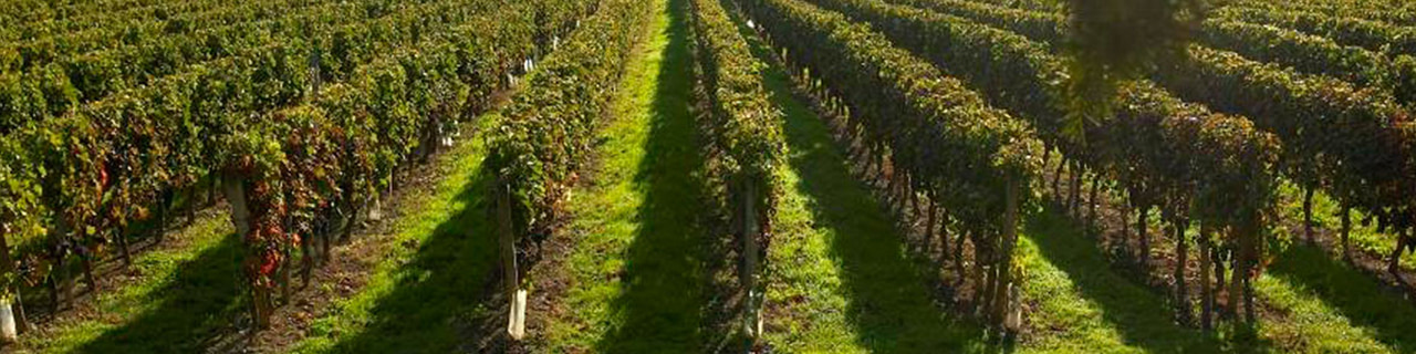 Jobs,Job Seeking,Job Search and Apply %Ambrose Wine   แอมโบรส ไวน์