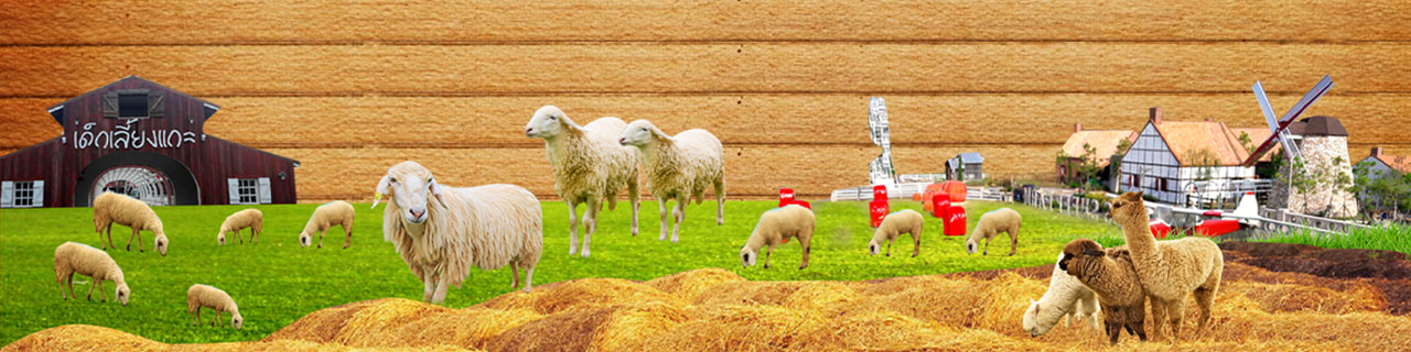 Jobs,Job Seeking,Job Search and Apply Swiss sheep Farm pattaya