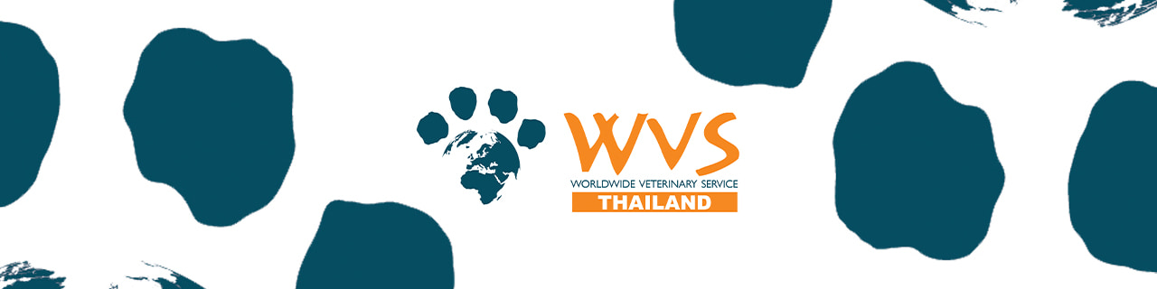 งาน,หางาน,สมัครงาน WVS Thailand Foundation
