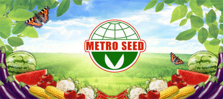 Jobs,Job Seeking,Job Search and Apply Metro Seed Agricultural